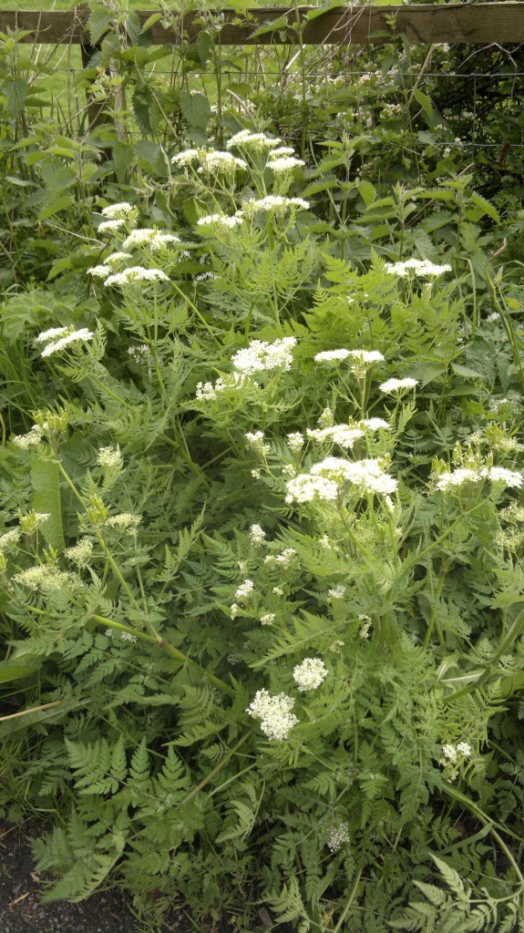 sweet cicely,foraging,identification,wild food