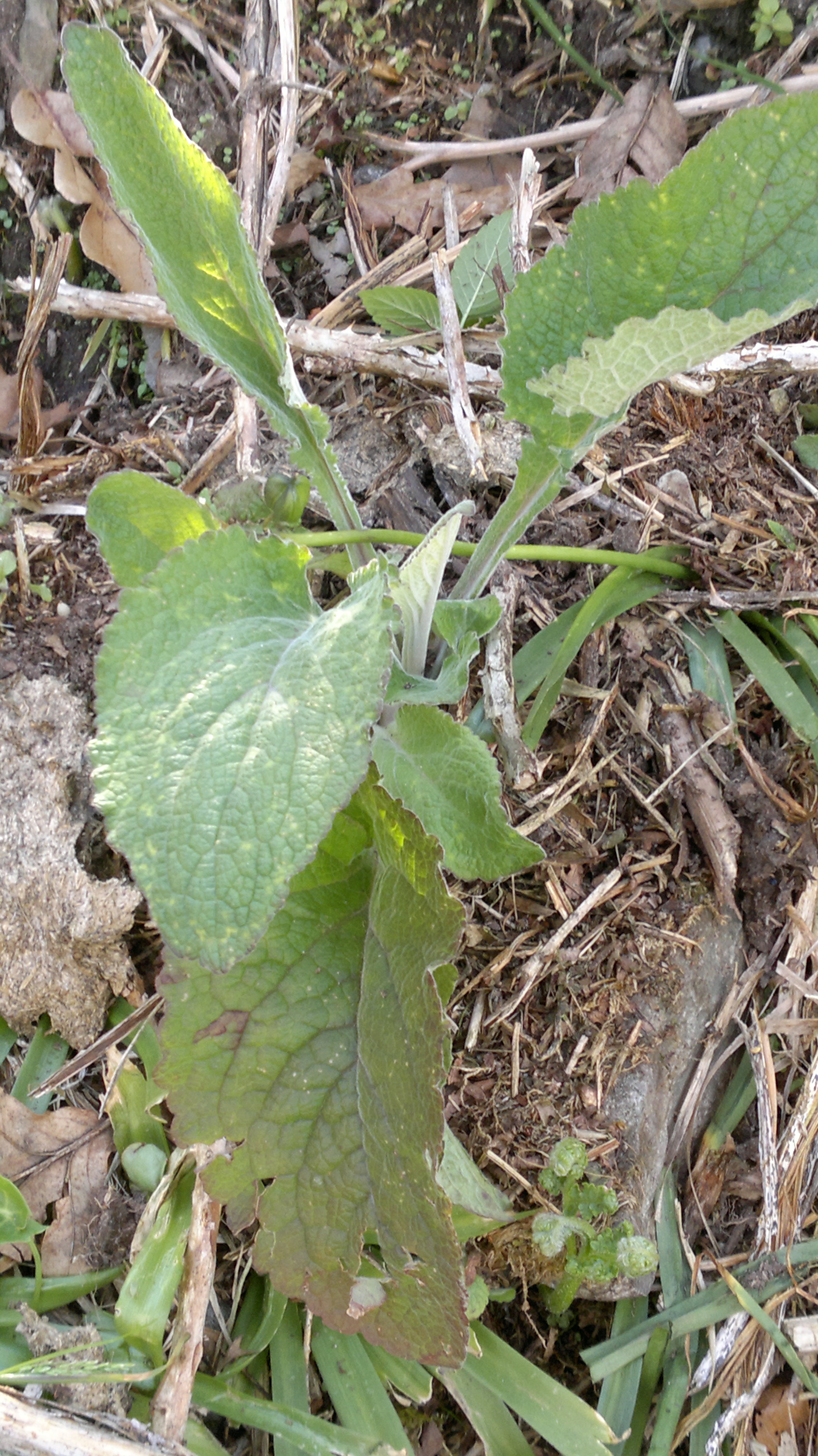 poisonous-plants-foxglove-galloway-wild-foods