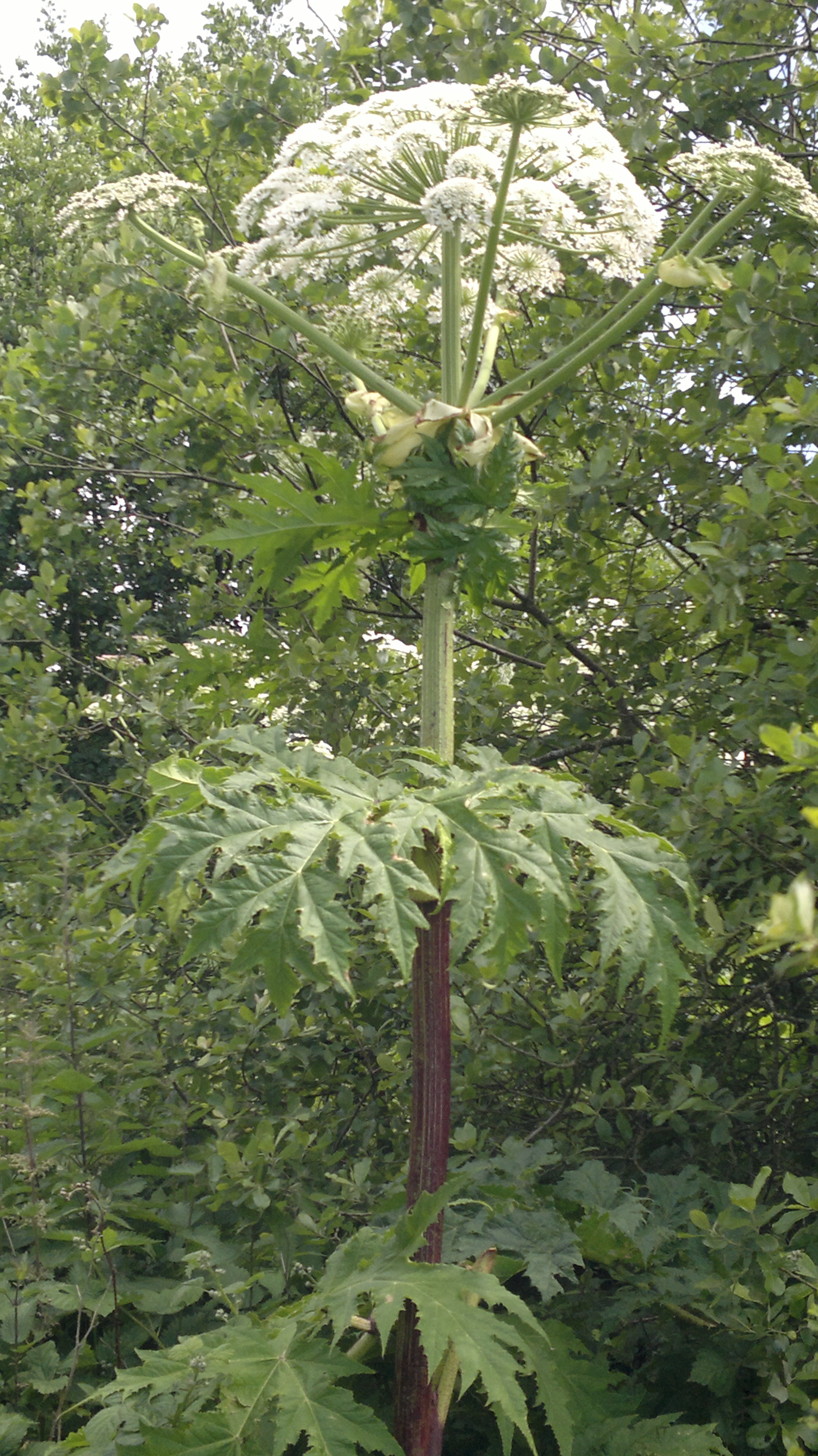 Hogweed Plant