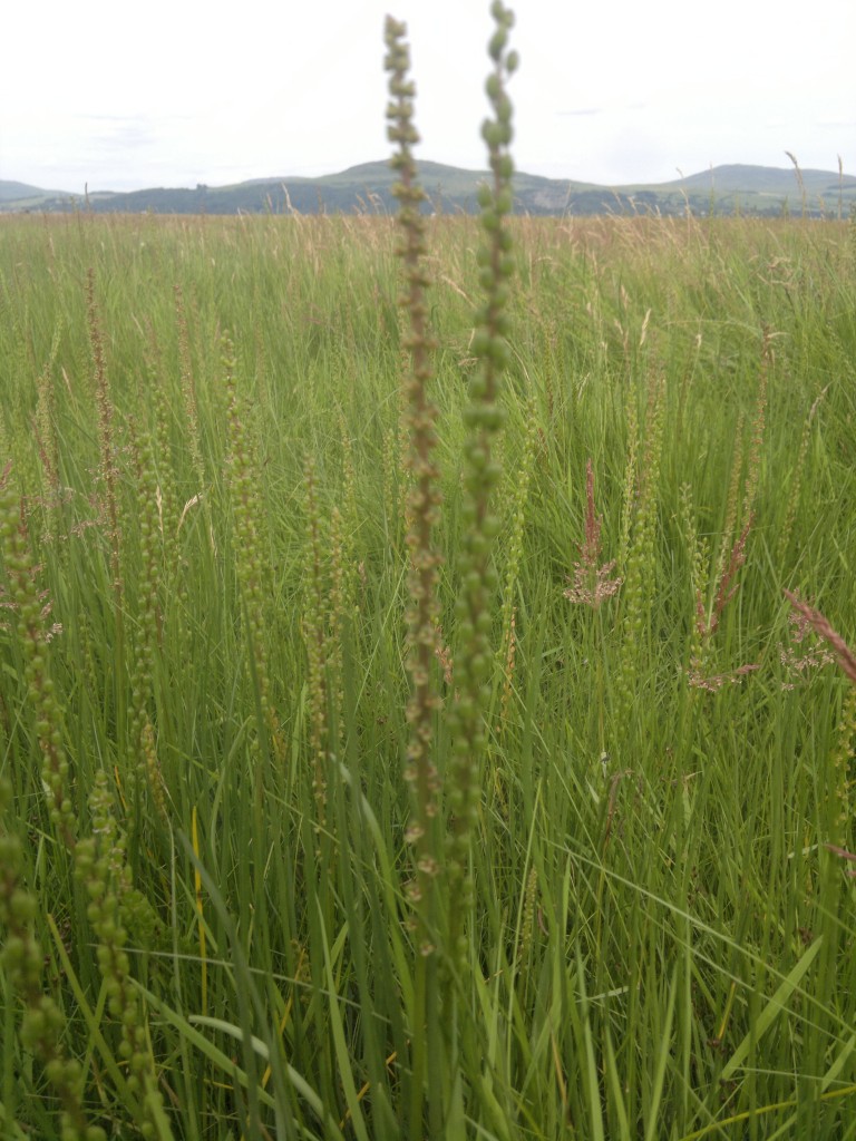 Sea Arrowgrass Galloway Wild Foods