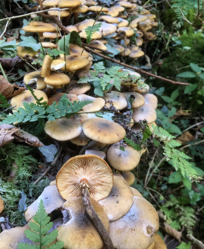 Honey Fungus Identification Edibility Distribution Ecological Role