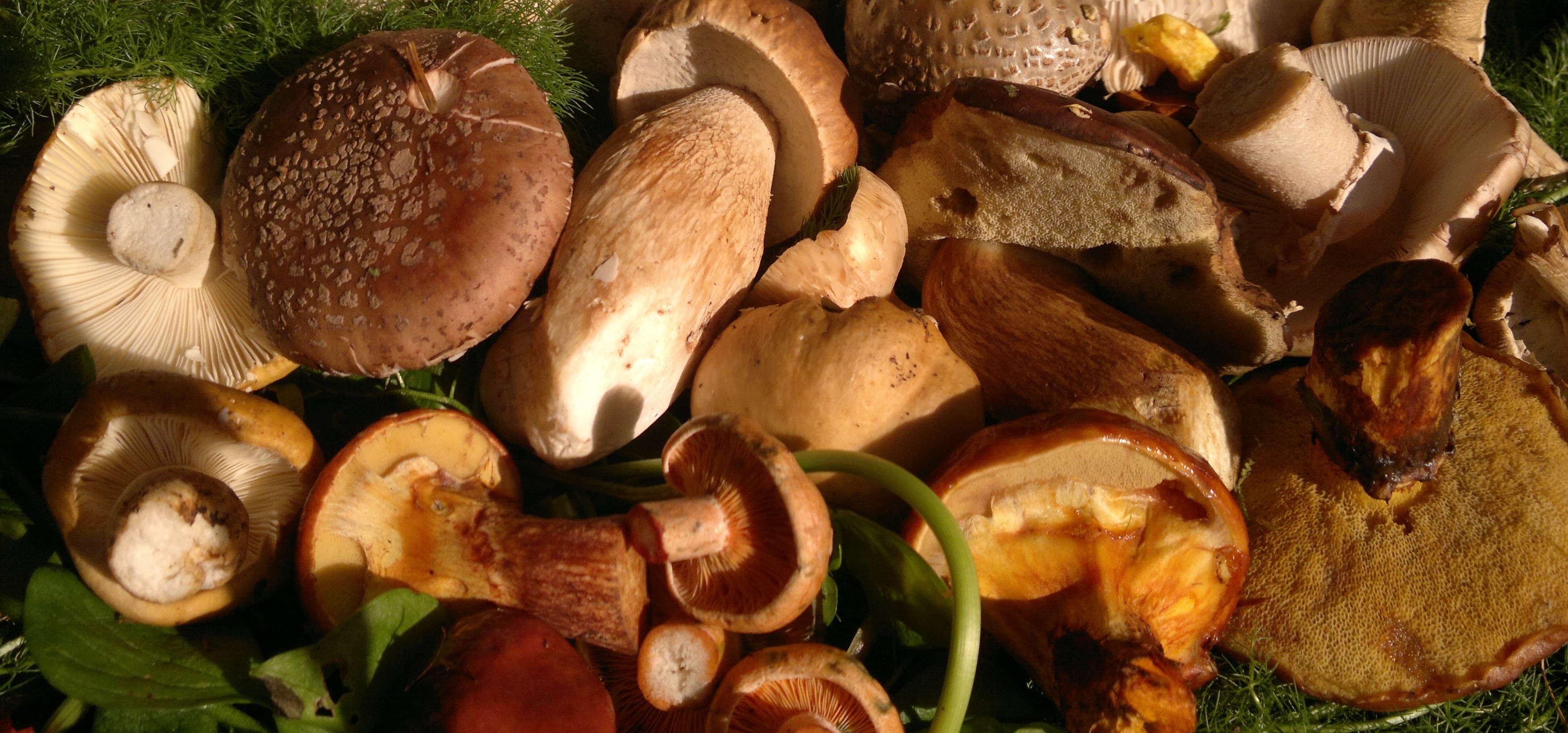 Edible August fungi