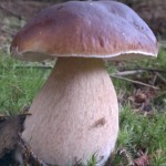 cep