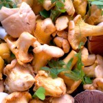 chanterelles with vetch