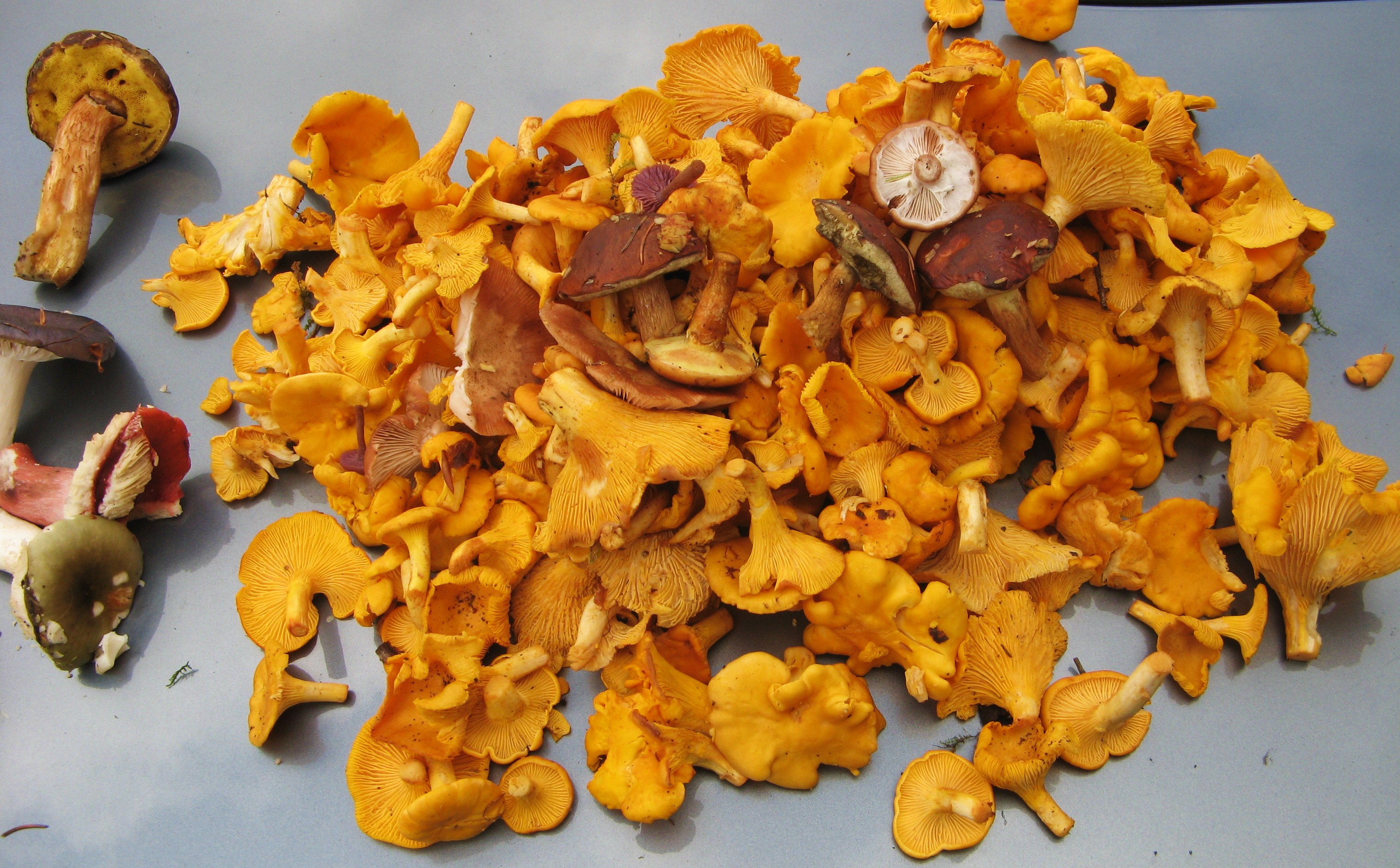 chanterelles,boletes,foraging,wild food Galloway Wild Foods