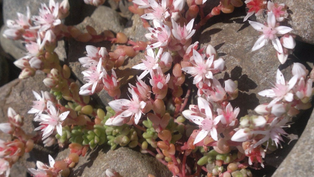 english stonecrop