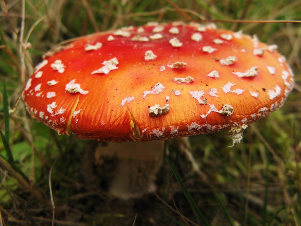 Fly Agaric - A Muscaria