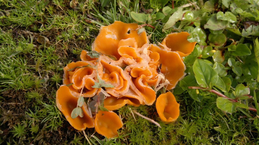 Orange peel fungus - edible, but not as tasty as oranges