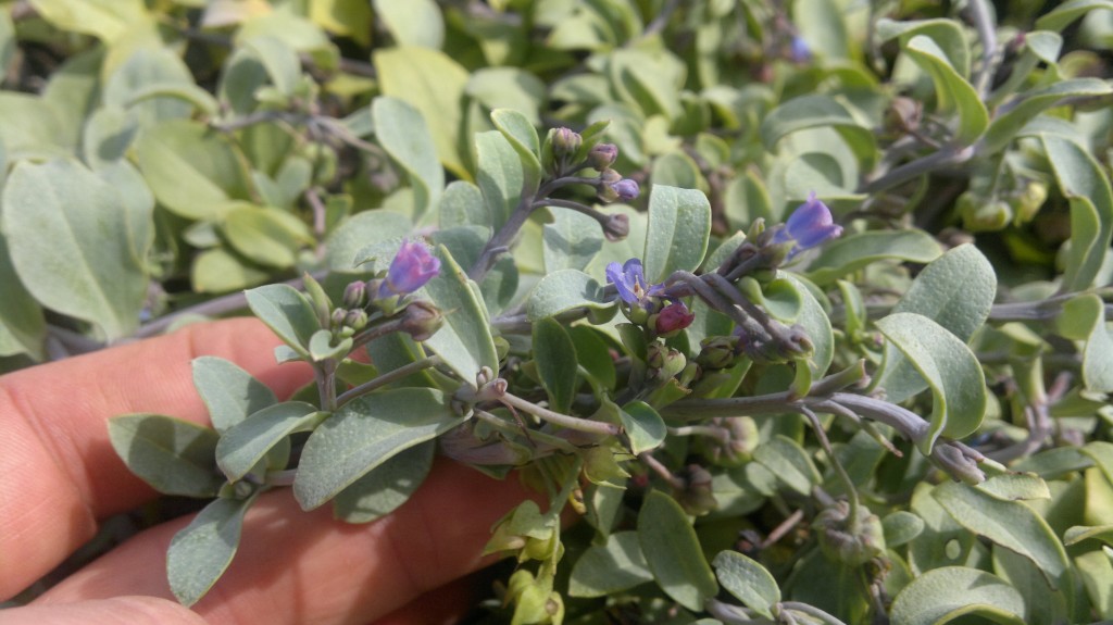 oyster plant Galloway Wild Foods