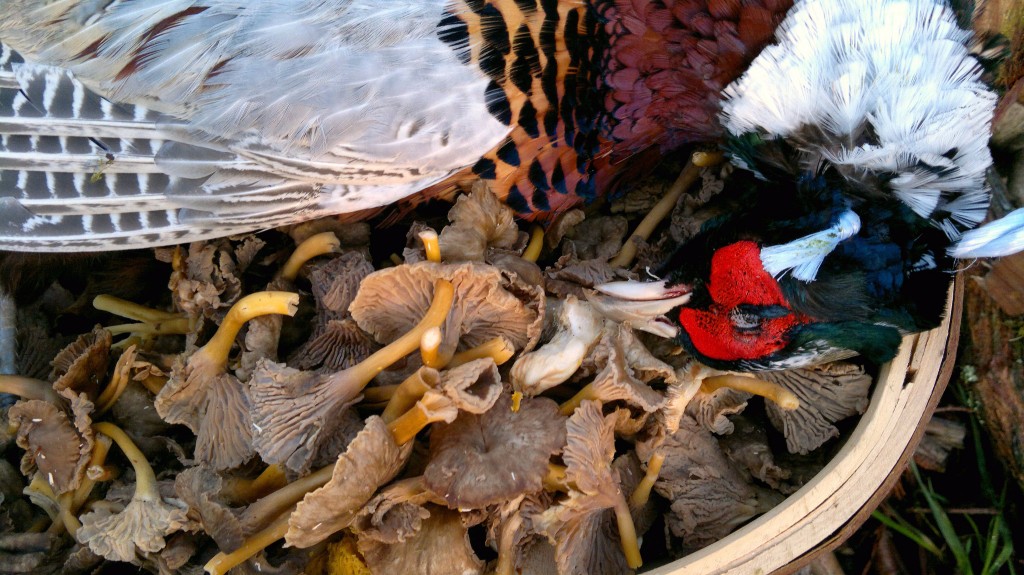 pheasant+winter chants5