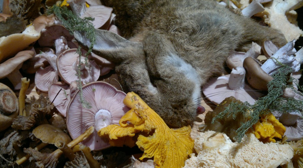 rabbit and late fungi3