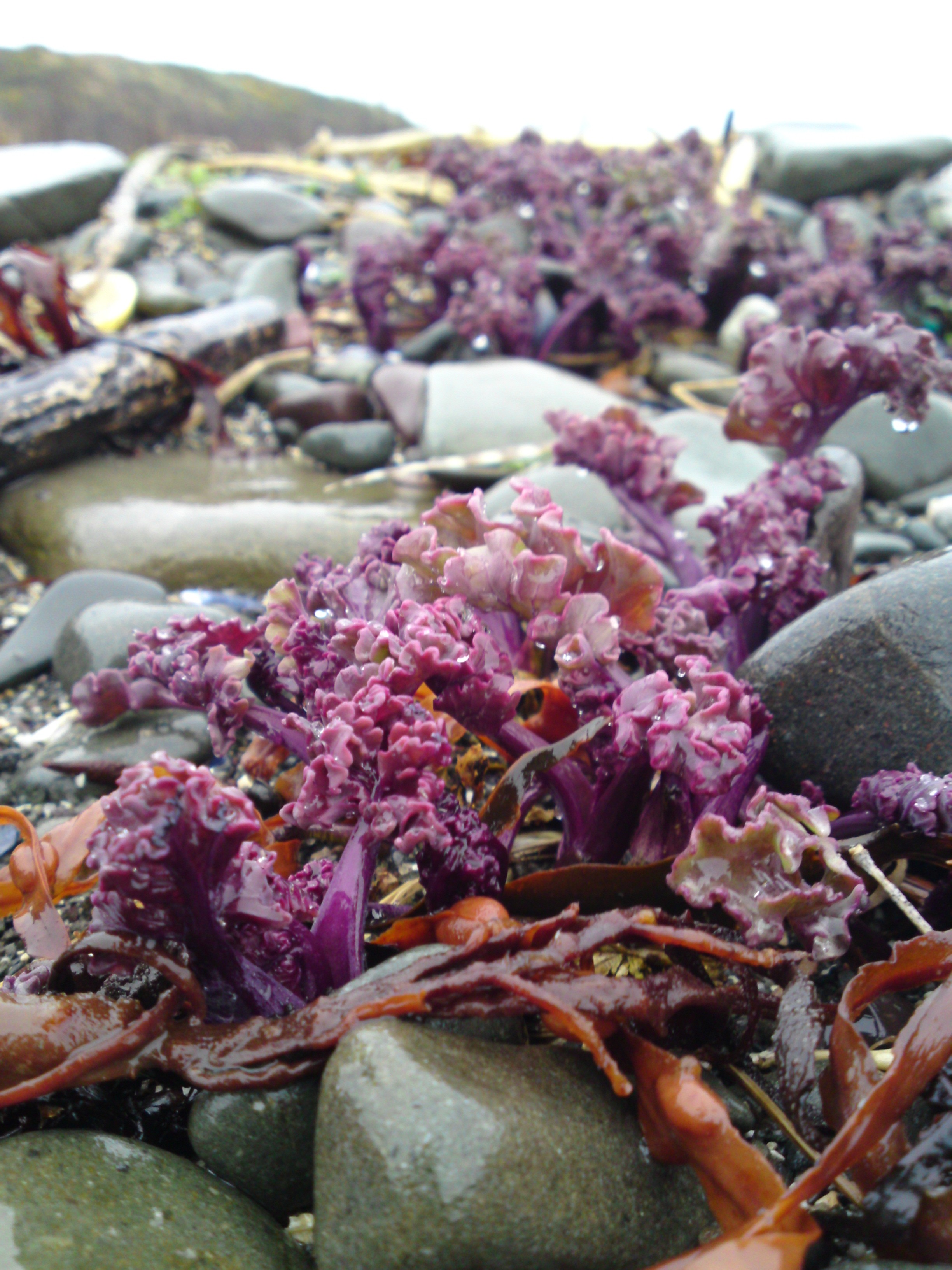 sea kale2 Galloway Wild Foods