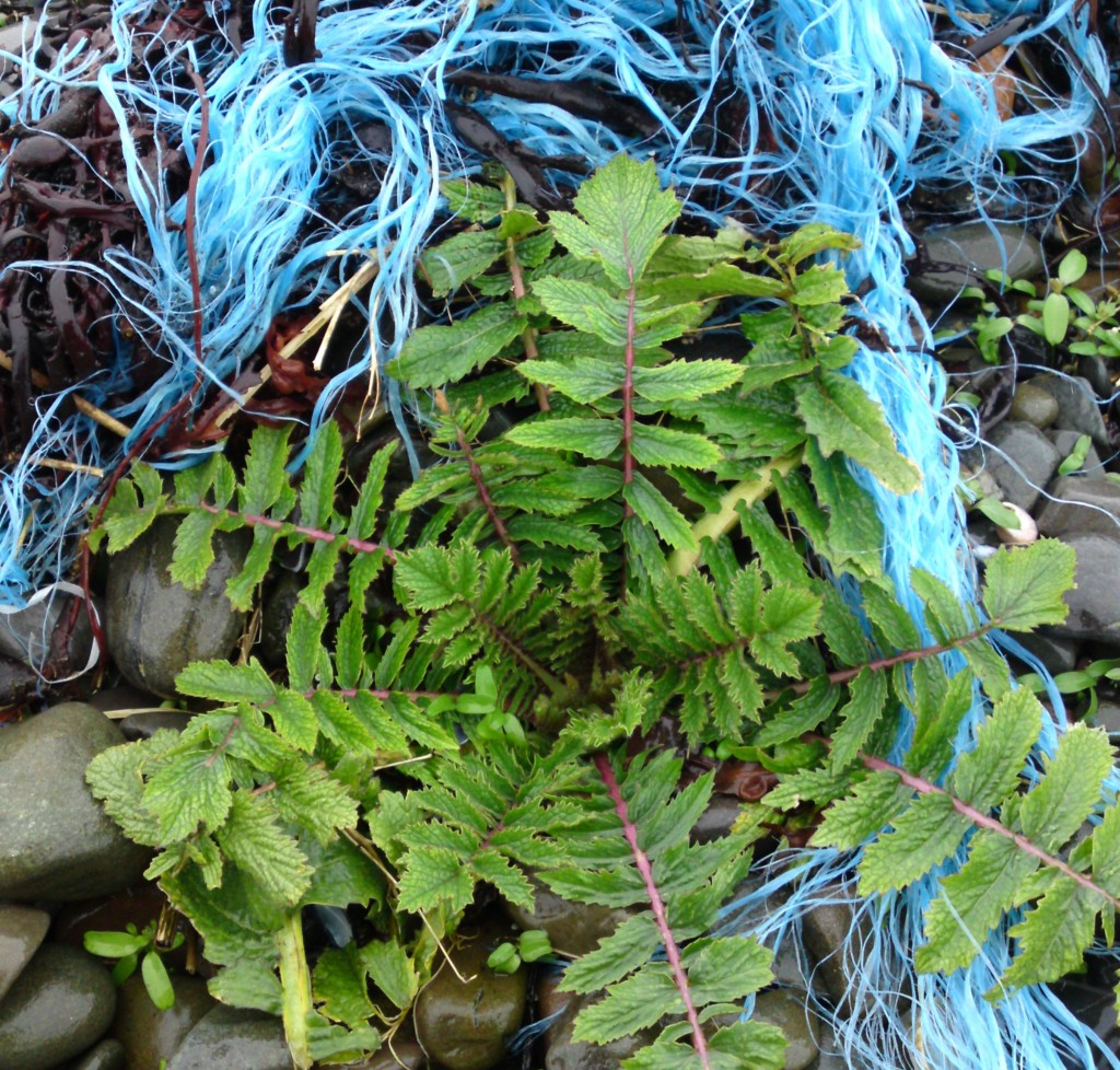 sea radish+rope