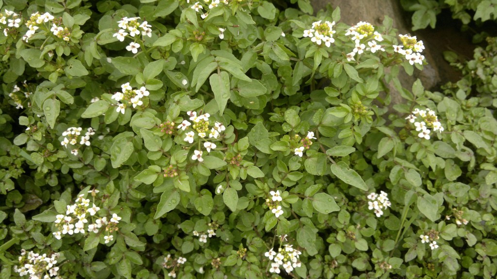 watercress,wild food,foraging,identification