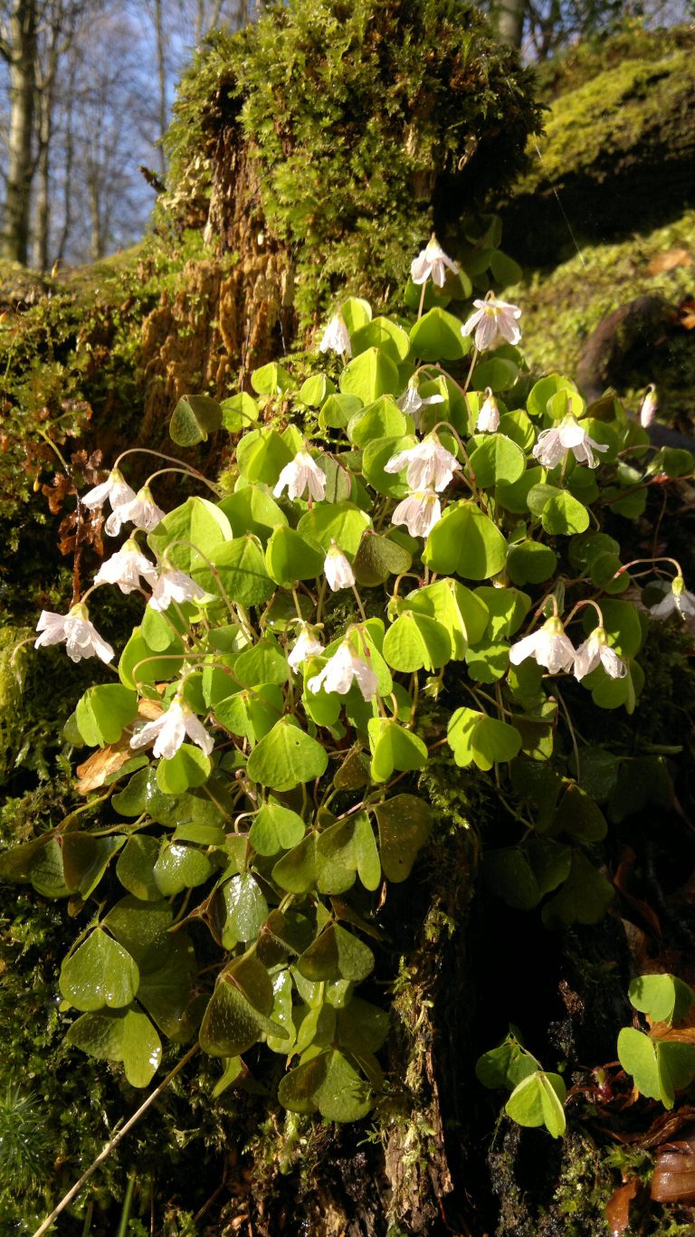 Wood Sorrel Identification, Edibility, Distribution, Ecology, Recipes