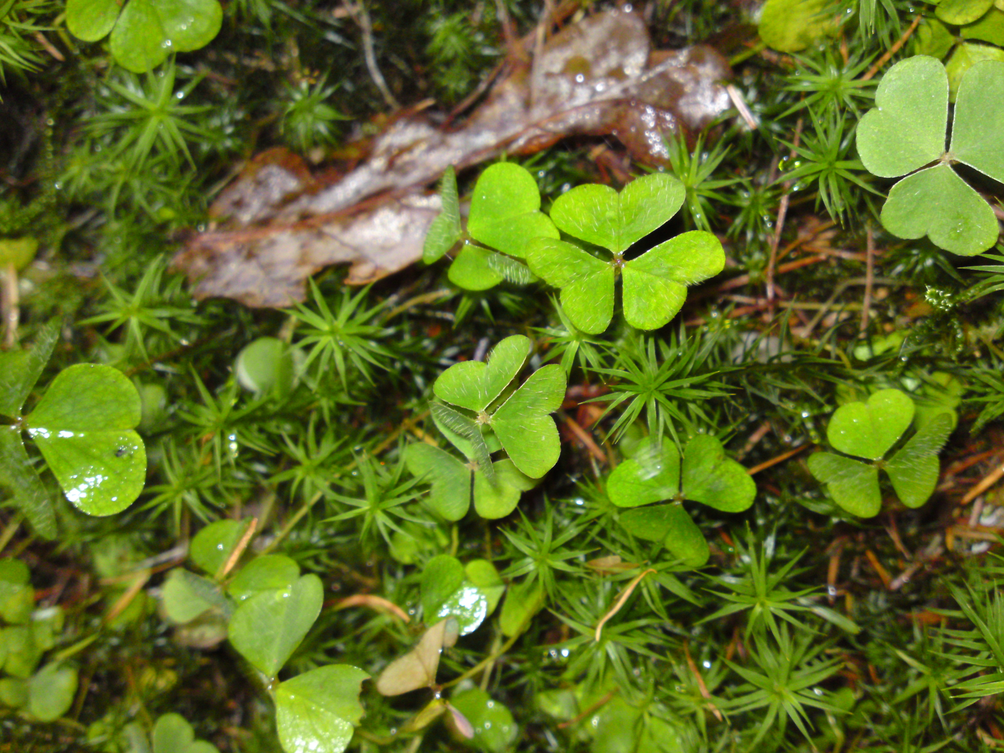 wood sorrel – identification, edibility, distribution, ecology