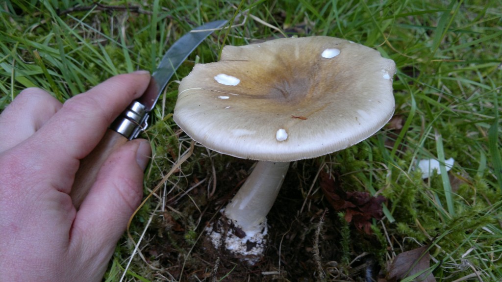 The lethal Death Cap mushroom (amanita phalloides)