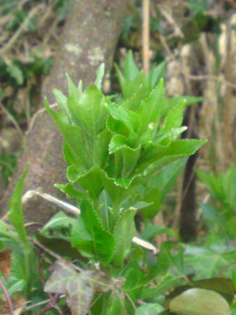 Wild Garlic Ramsons Edibility Identification Distribution Ecology 