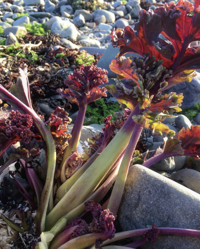 Sea Kale identification, edibility, distribution, ecology