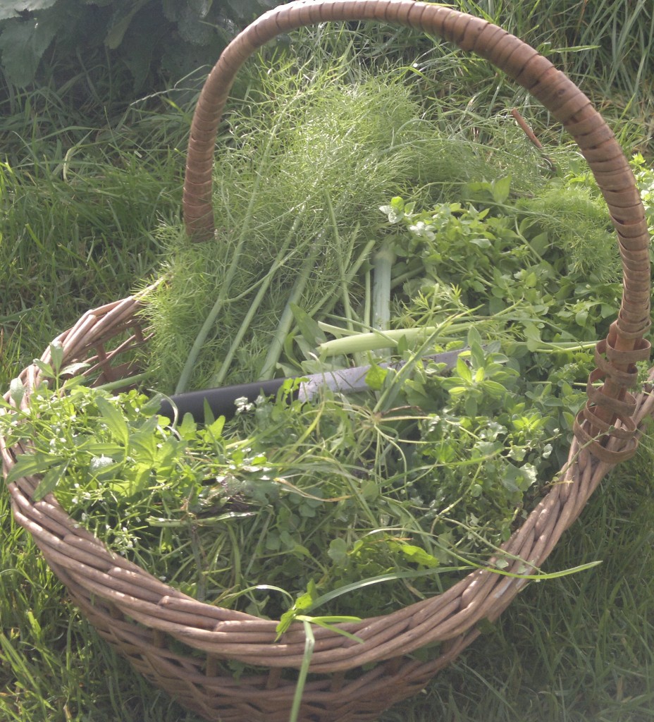 garden forage basket – Galloway Wild Foods