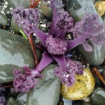 sea kale shoots,march