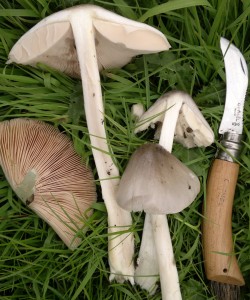 Stubble rosegill with opinel fungi knife