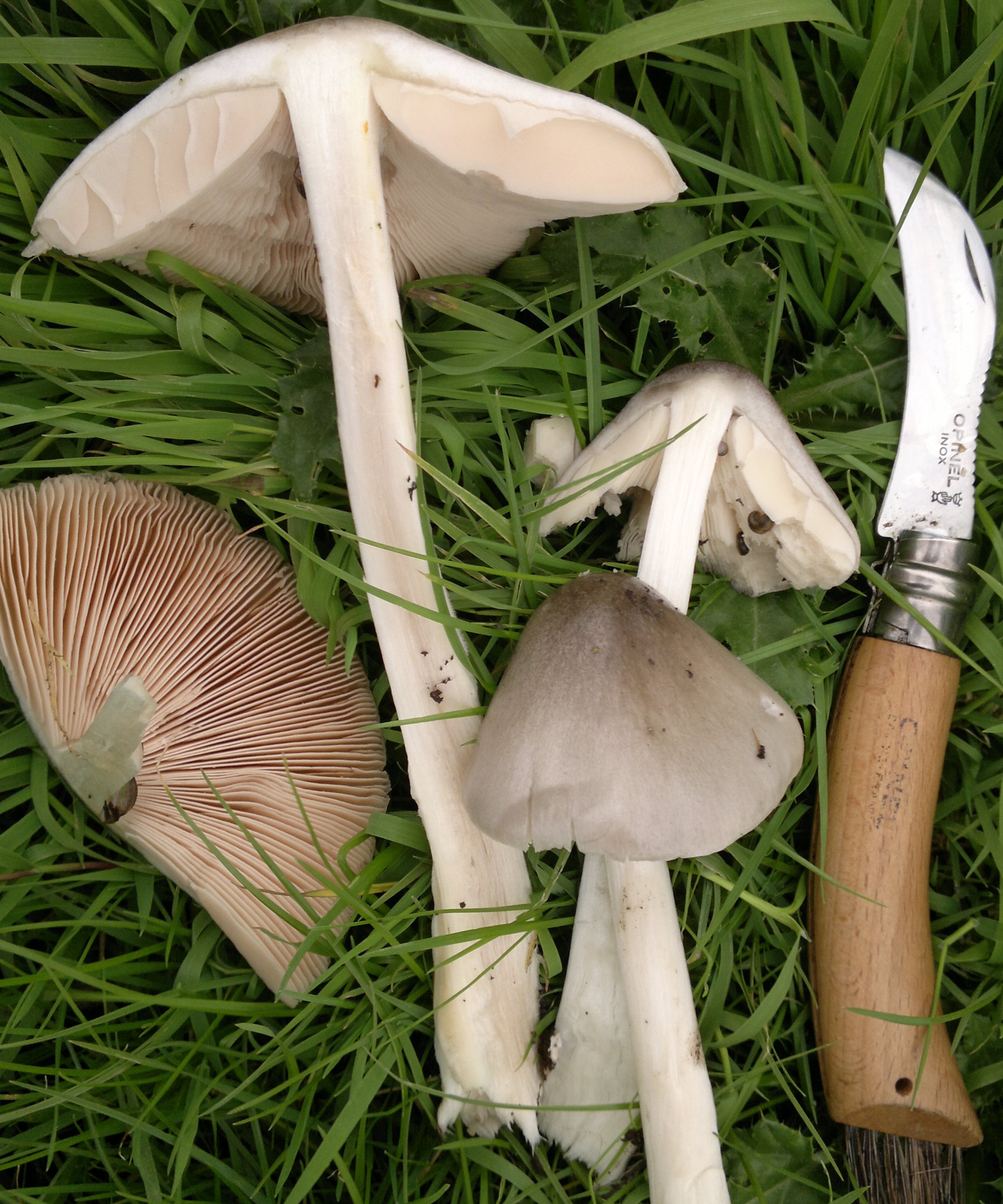 Mushroom Knife With Brush Forged Knive for Mushroom Harvest