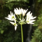 wild garlic flower