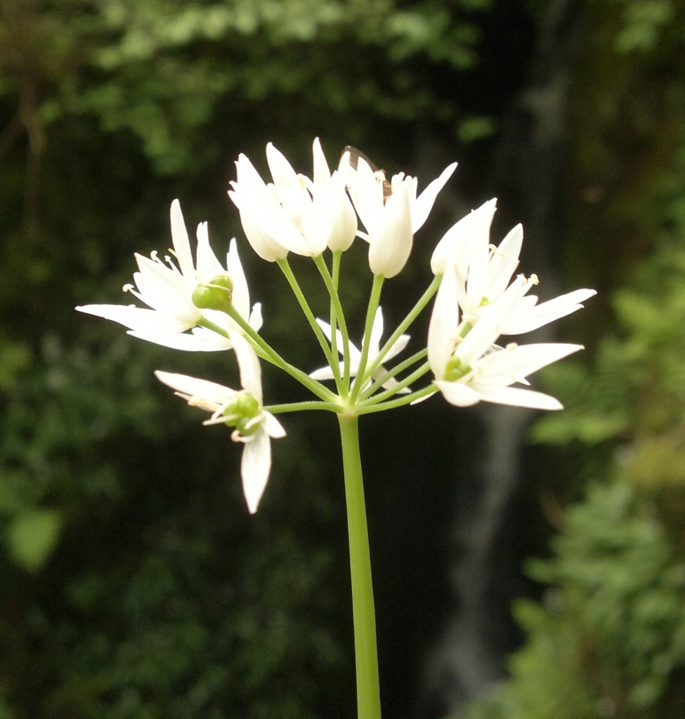 wild garlic flower