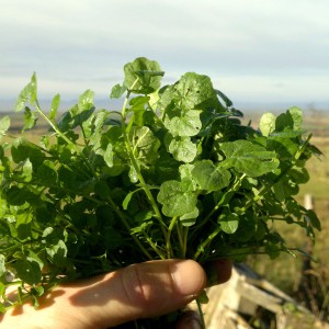 bittercress bunch4