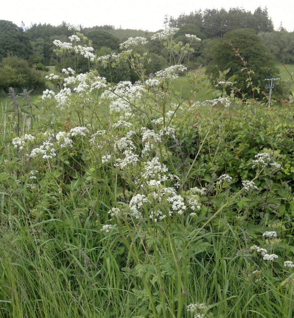 cow-parsley-identification-edibility-distribution-comparison-with