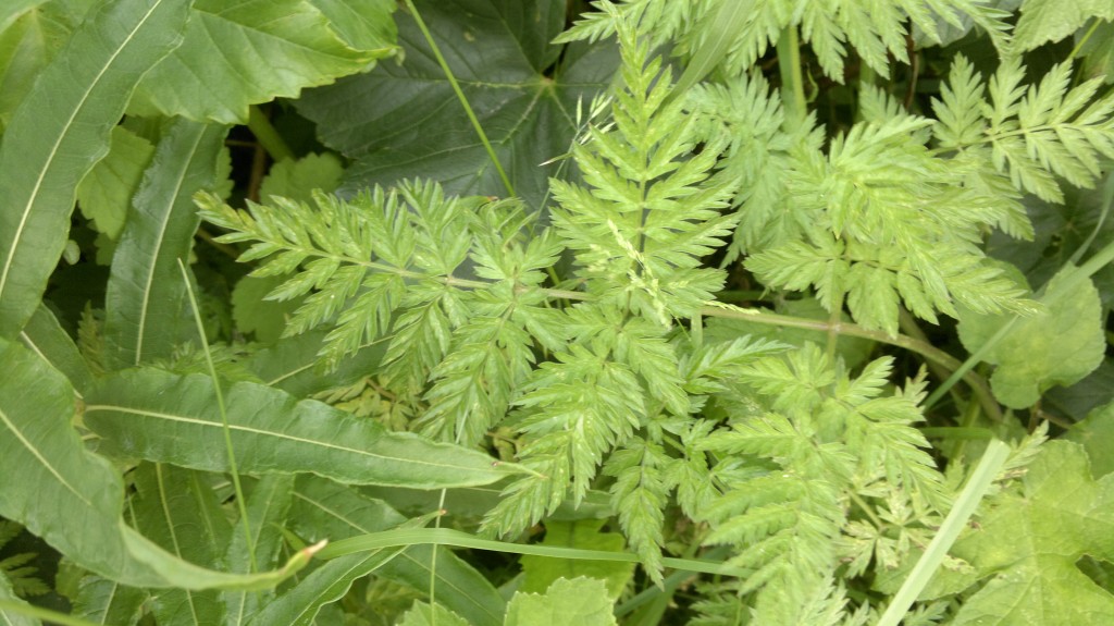 cow-parsley-identification-edibility-distribution-comparison-with