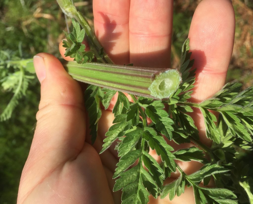 cow-parsley-identification-edibility-distribution-comparison-with