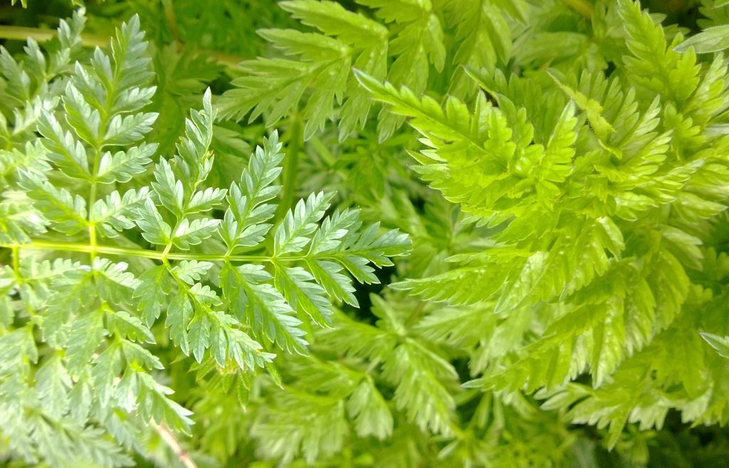 cow-parsley-identification-edibility-distribution-comparison-with