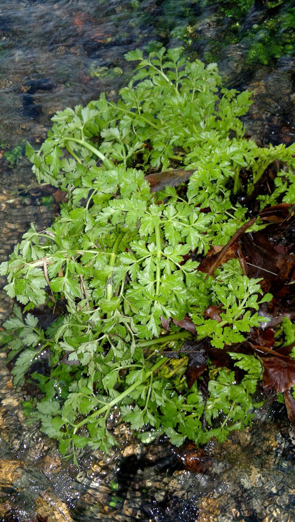 Hemlock water-dropwort, January