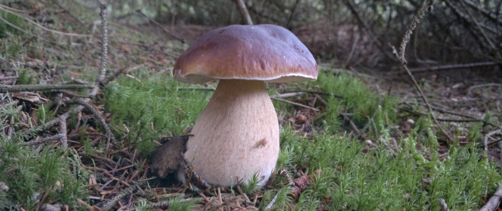 Cep – Identification, distribution, edibility, ecology, sustainable  harvesting – Galloway Wild Foods