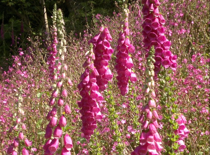 Foxgloves are virulently toxic to humans. Most people know this and can recognise them by their flowers. But foragers need to be able to recognise them by their basal leaves alone.