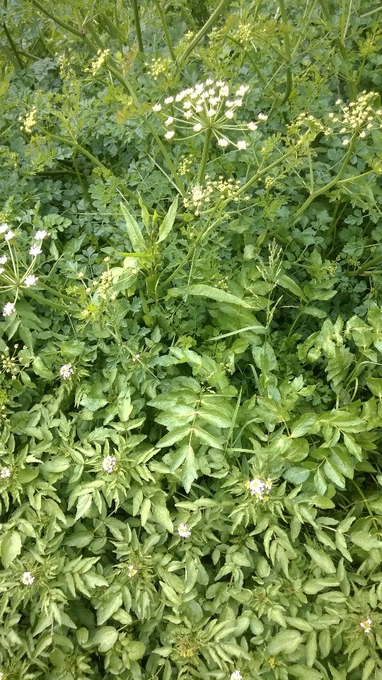Hemlock water-dropwort, watercress and pie cress, sharing a ditch. Careful now!