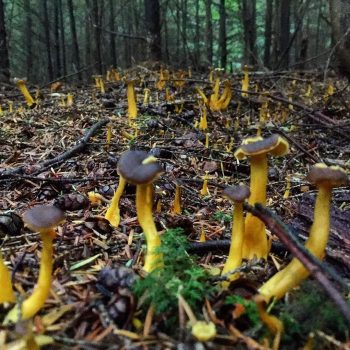 Winters Is Coming!
Winter chanterelles can appear in huge colonies. They are easier to spot in the needle litter under conifers. This image shows young specimens, just starting.
Image ©GallowayWIldFoods