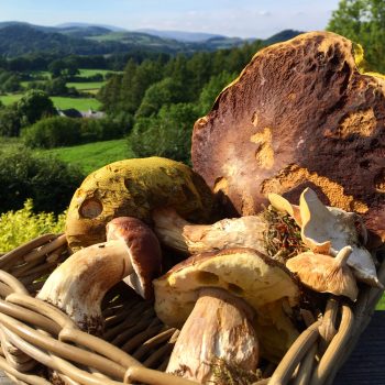 Boletus pinophilus