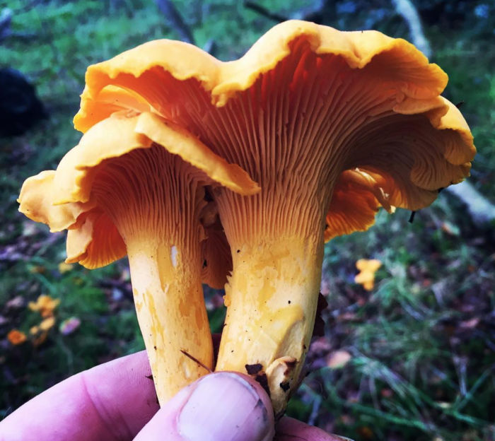 Chanterelle Identification Distribution Edibility Ecology Sustainable Harvesting Cooking Processing Recipes Galloway Wild Foods
