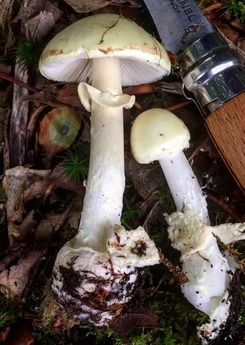 Fungi: Poisonous Mushroom Look Alikes