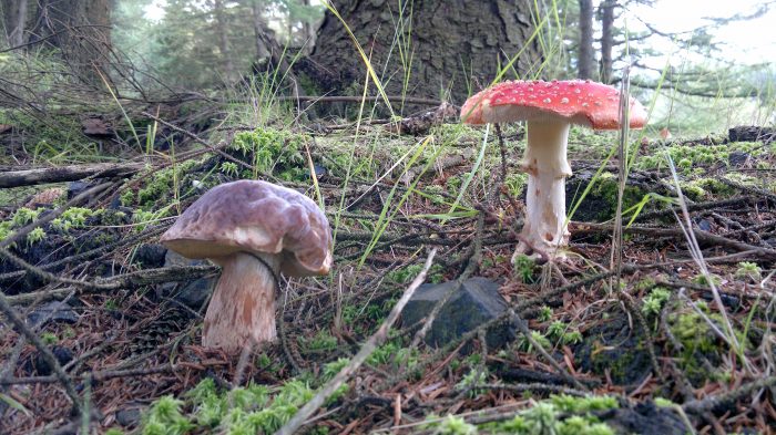 Fly agaric – Edibility, Identification, Detoxification, Medicinal Use –  Galloway Wild Foods