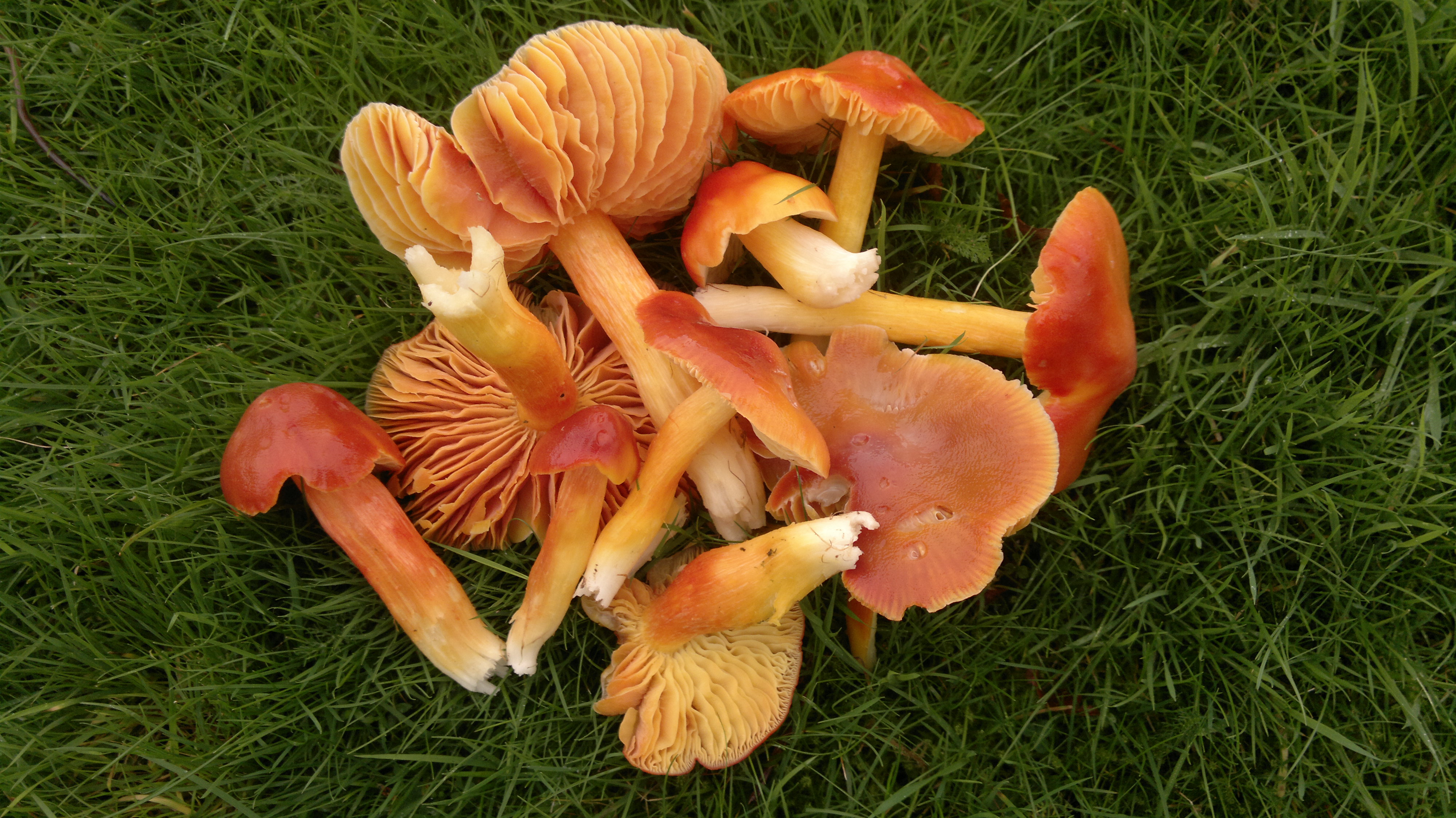 Browse edible wild mushrooms on the fungi guide. 