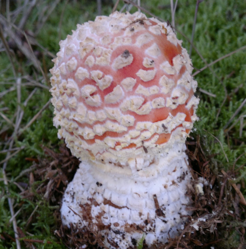 fly agaric button, just bursting its universal veil