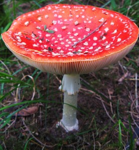 fly agaric mature