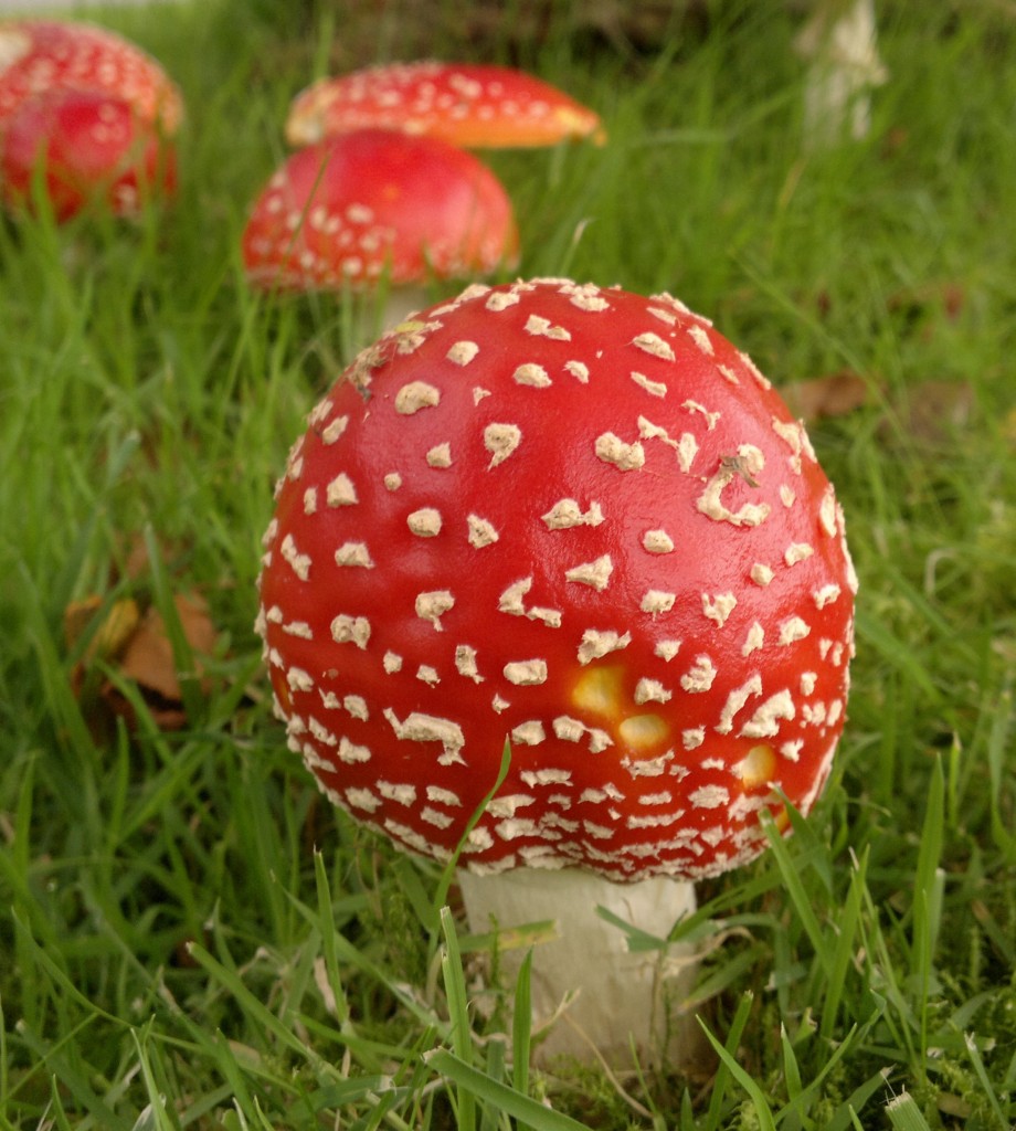 fly agaric