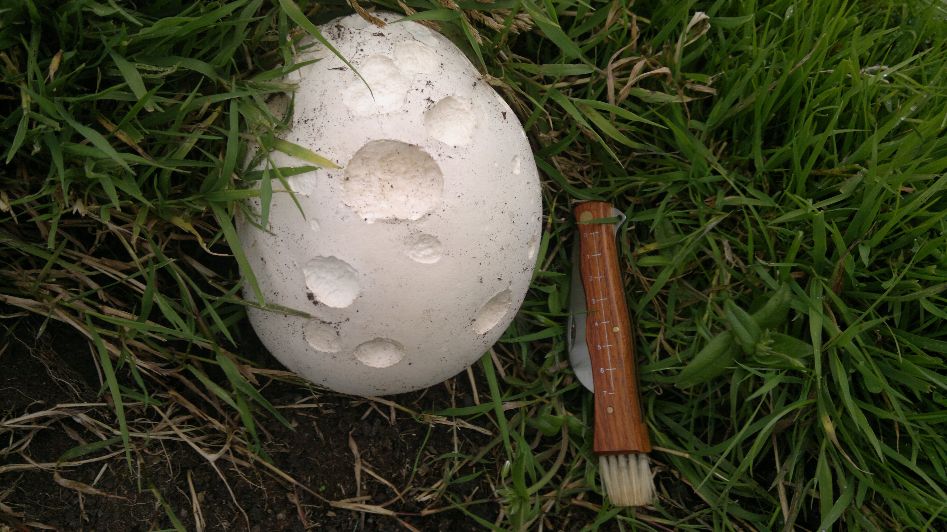Giant Puffball and Other Edible Wild Puffball Mushrooms 
