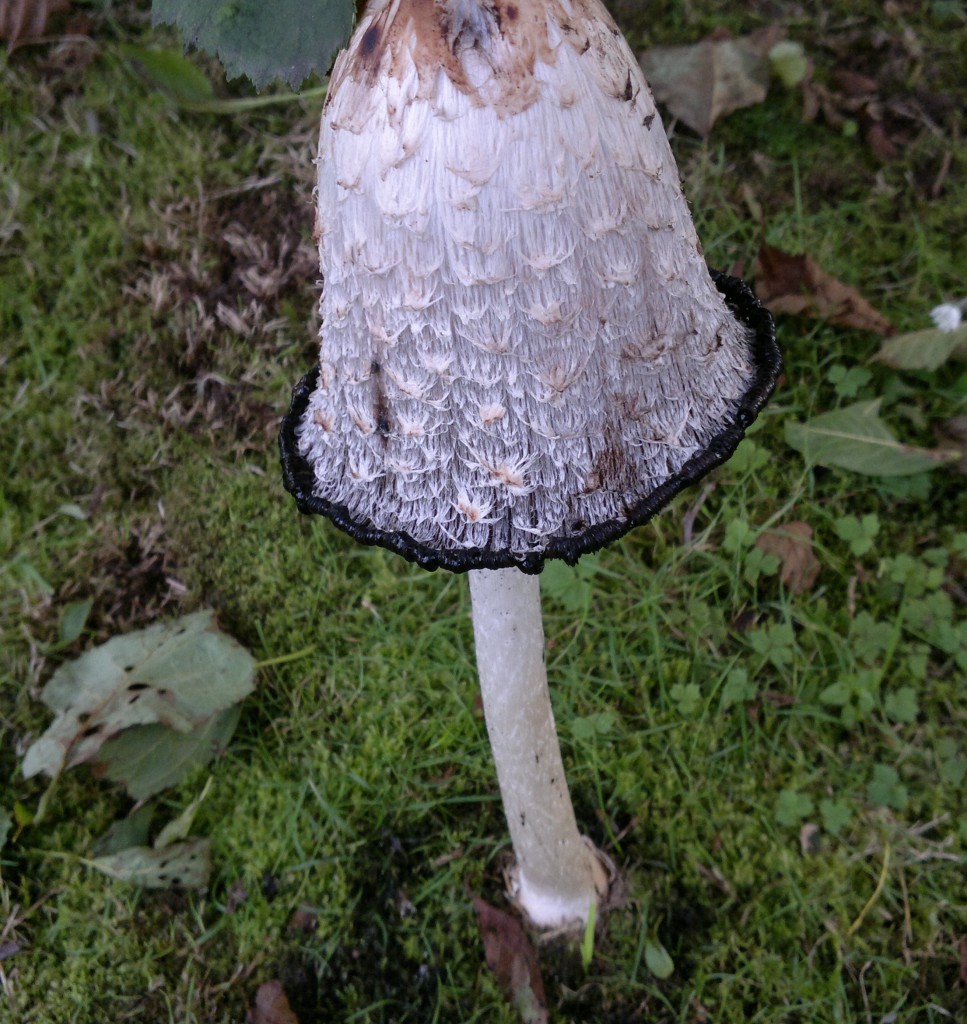 shaggy inkcap deliquscing