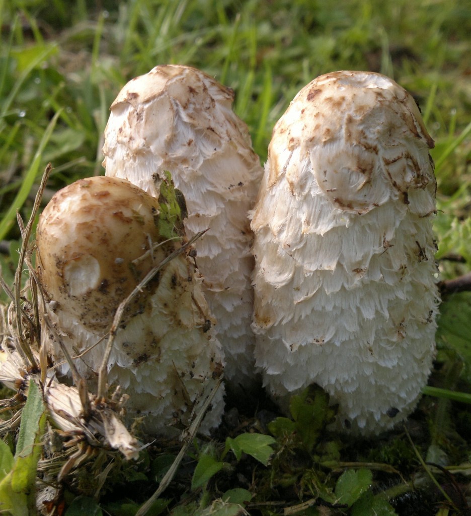 shaggy inkcaps june10